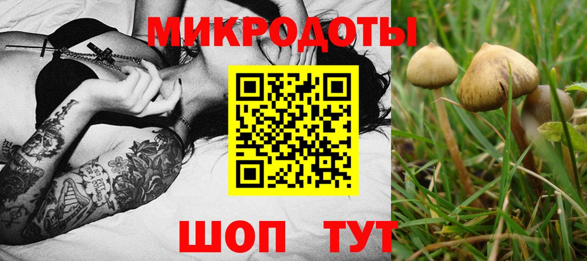 Псилоцибиновые грибы Psilocybe Дзержинск